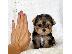 PoulaTo: Teacup Yorkie Puppies Available